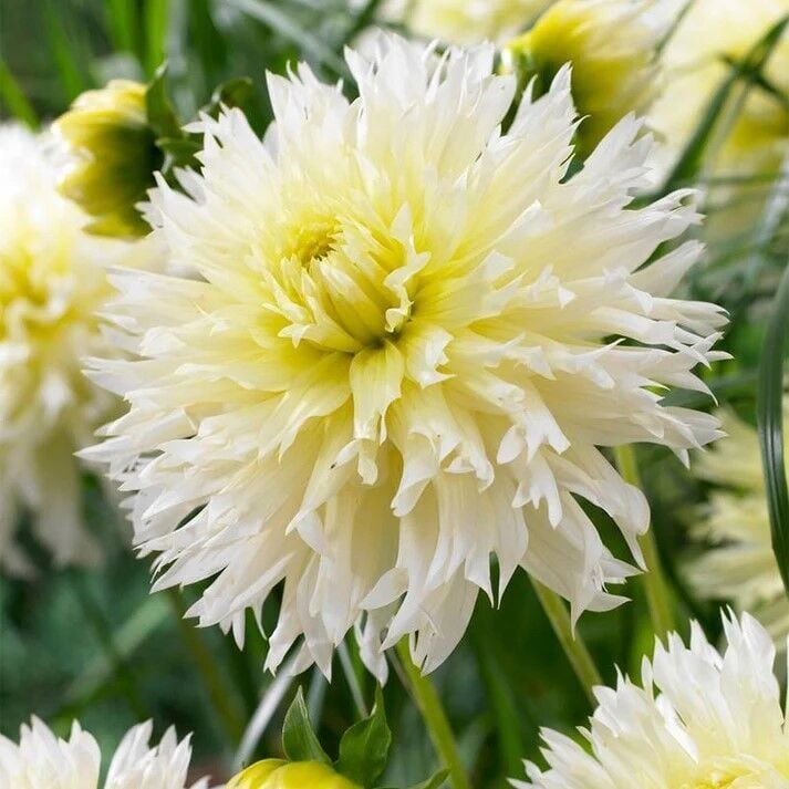 XXL İri Çiçekli Ice Crystal Dahlia Yıldız Çiçeği Soğanı Yumrusu (1 adet)