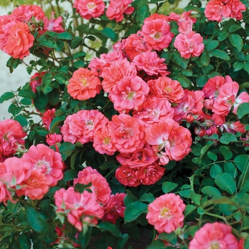 Tüplü Yediveren Goncalı Soğuklara Dayanımlı Macarena Gül Fidanı Yer Örtücü