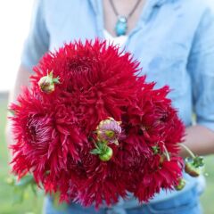 XXL İri Çiçekli Jaxon Dahlia Yıldız Çiçeği Soğanı Yumrusu (1 adet)