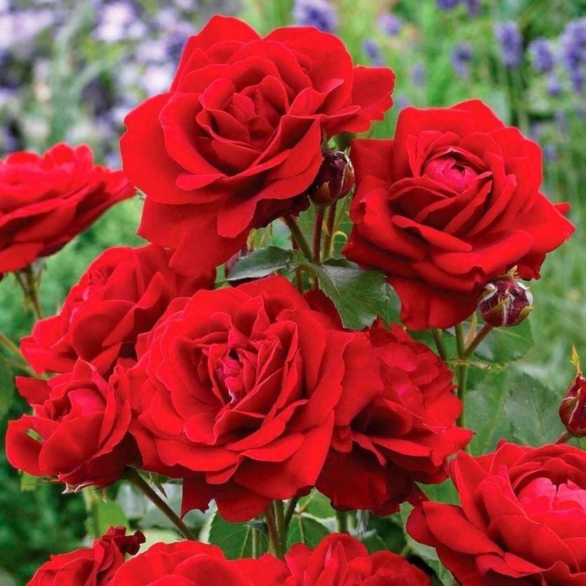 Tüplü Soğuklara Dayanımlı Kırmızı Jugendliebe Kokulu Yediveren Gül Fidanı