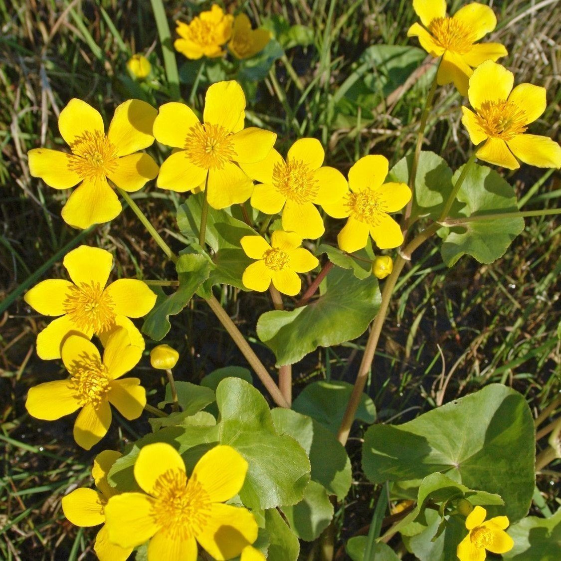Swamp Marigold Kadife Çiçeği Tohumu (50 Tohum)