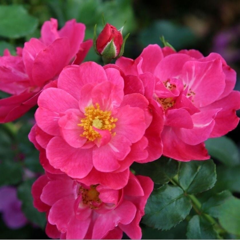 Tüplü Koleksiyonluk Yediveren Hot Line Yer Örtücü Goncalı Persica Gül Fidanı