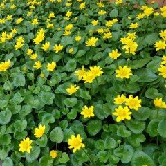 Özel Bodur Yellow Beauty Kadife Çiçeği Tohumu(20 tohum)