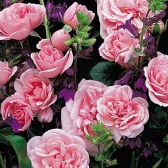 Tüplü Koleksiyonluk Yediveren Home Garden Yer Örtücü Goncalı Gül Fidanı