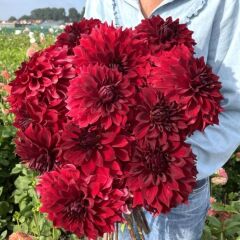 XXL İri Çiçekli Mingus Alex Dahlia Yıldız Çiçeği Soğanı Yumrusu (1 adet)