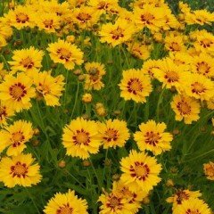 Sarı Kırmızı Tagetes Çiçeği Tohumu(50 adet)