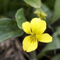 Golden Gate Violet Menekşe Çiçeği Tohumu (100 tohum)