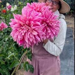 XXL İri Çiçekli Maki Dahlia Yıldız Çiçeği Soğanı Yumrusu (1 adet)