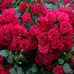 Tüplü Goncalı Yediveren Gartnerfreude Yer Örtücü Kırmızı Gül Fidanı