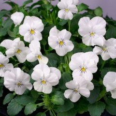 White Cornuta Violet Menekşe Çiçeği Tohumu (100 tohum)