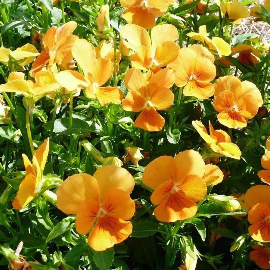Chantreyland Cornuta Violet Menekşe Çiçeği Tohumu (100 Tohum)