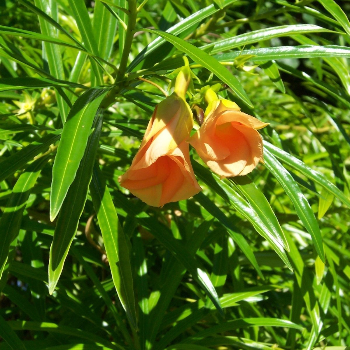 Tüplü (Thevetia peruviana) Kokulu Peru Zakkumu Fidanı