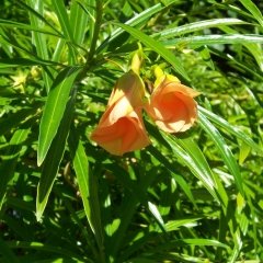 Tüplü (Thevetia peruviana) Kokulu Peru Zakkumu Fidanı