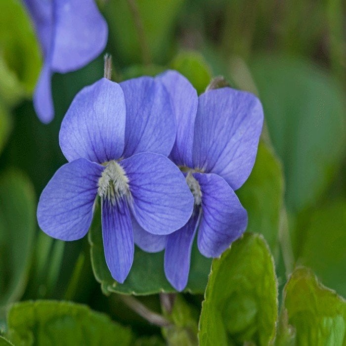 Blue Cornuta Violet Menekşe Çiçeği Tohumu (100 Tohum)