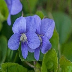 Blue Cornuta Violet Menekşe Çiçeği Tohumu (100 Tohum)