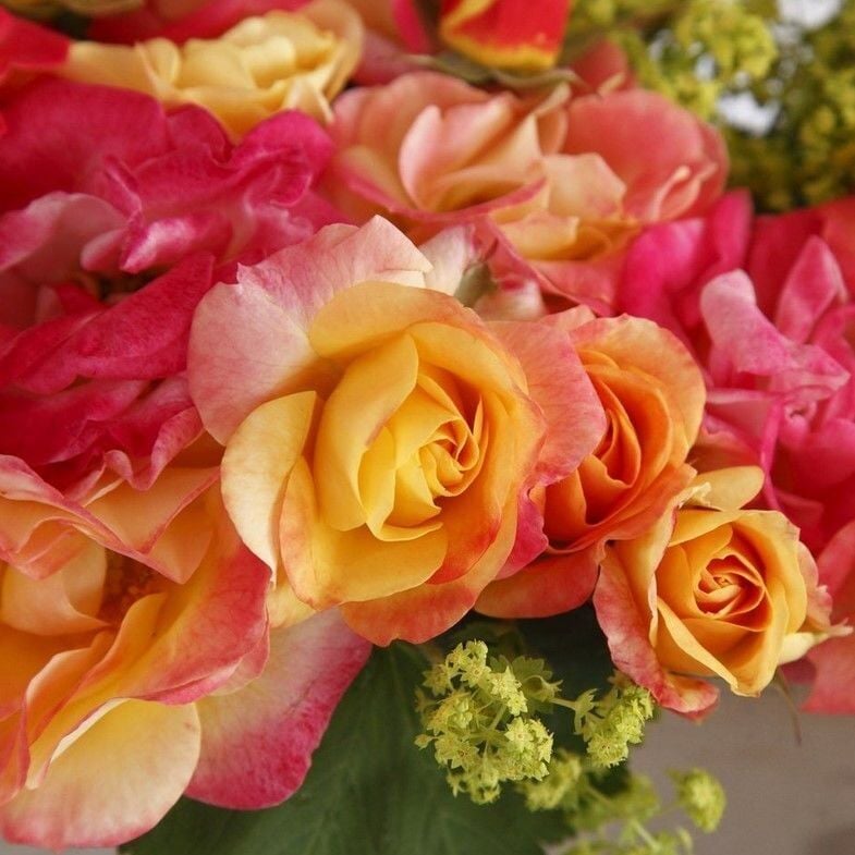 Tüplü Soğuklara Dayanımlı Goncalı Firebird Yediveren Gül Fidanı