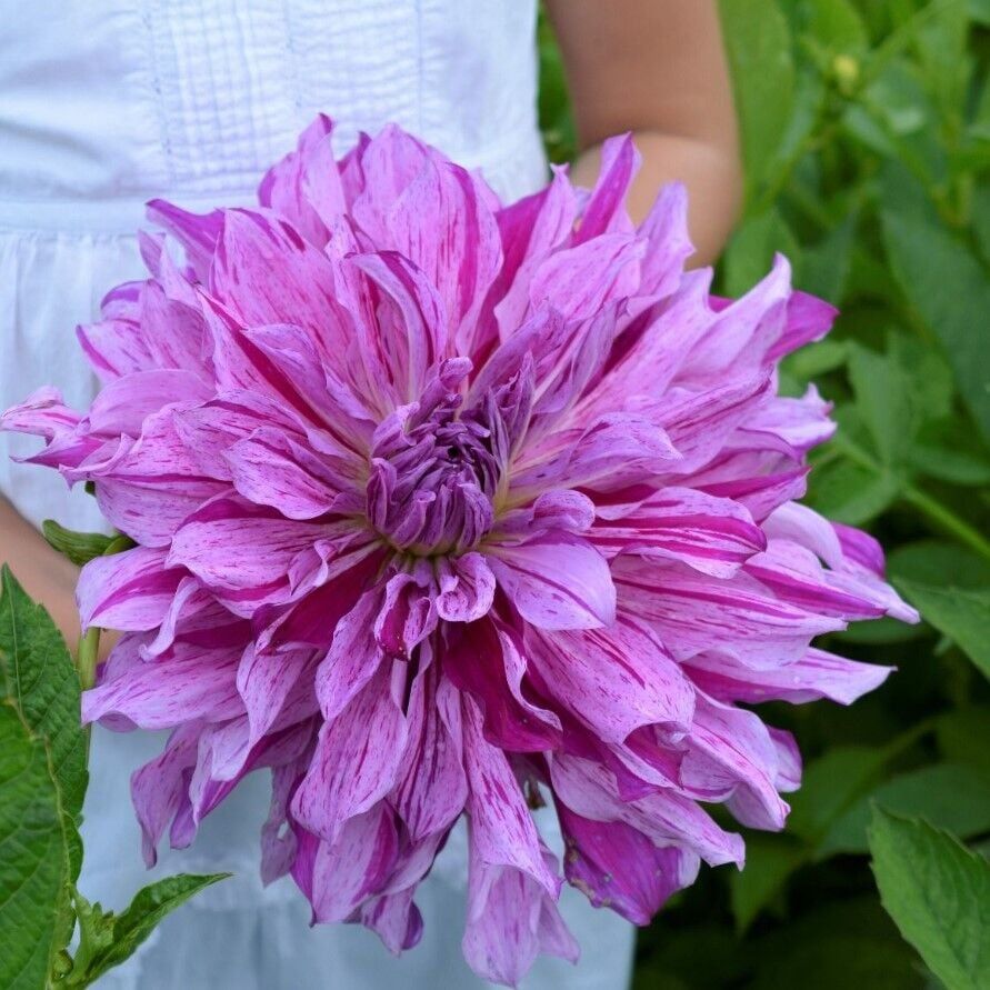 XXL İri Çiçekli Mom's Special Dahlia Yıldız Çiçeği Soğanı Yumrusu (1 adet)