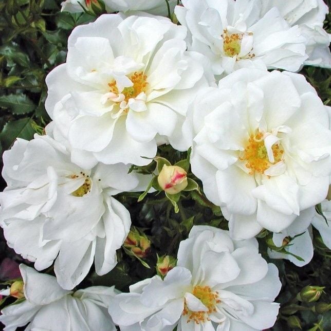 Tüplü Soğuklara Dayanımlı Goncalı Diamant Yediveren Gül Fidanı