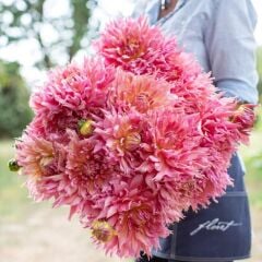 XXL İri Çiçekli Omega Dahlia Yıldız Çiçeği Soğanı Yumrusu (1 adet)