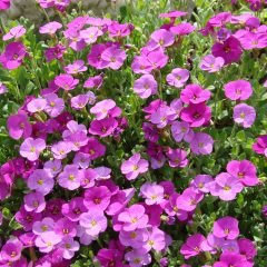 Aubrieta Pink Rose Pembe Obrizya Çiçeği Tohumu (100 tohum)