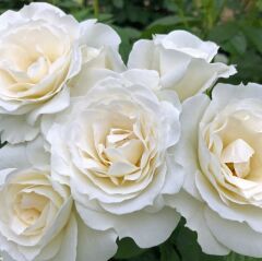 Tüplü Soğuklara Dayanımlı Goncalı Baby Schneewitchen Yediveren Gül Fidanı