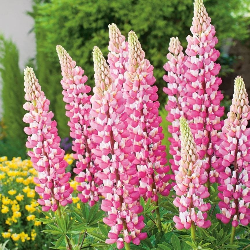 Rose Sky Lupin Acı Bakla Çiçeği Tohumu (30 Tohum)