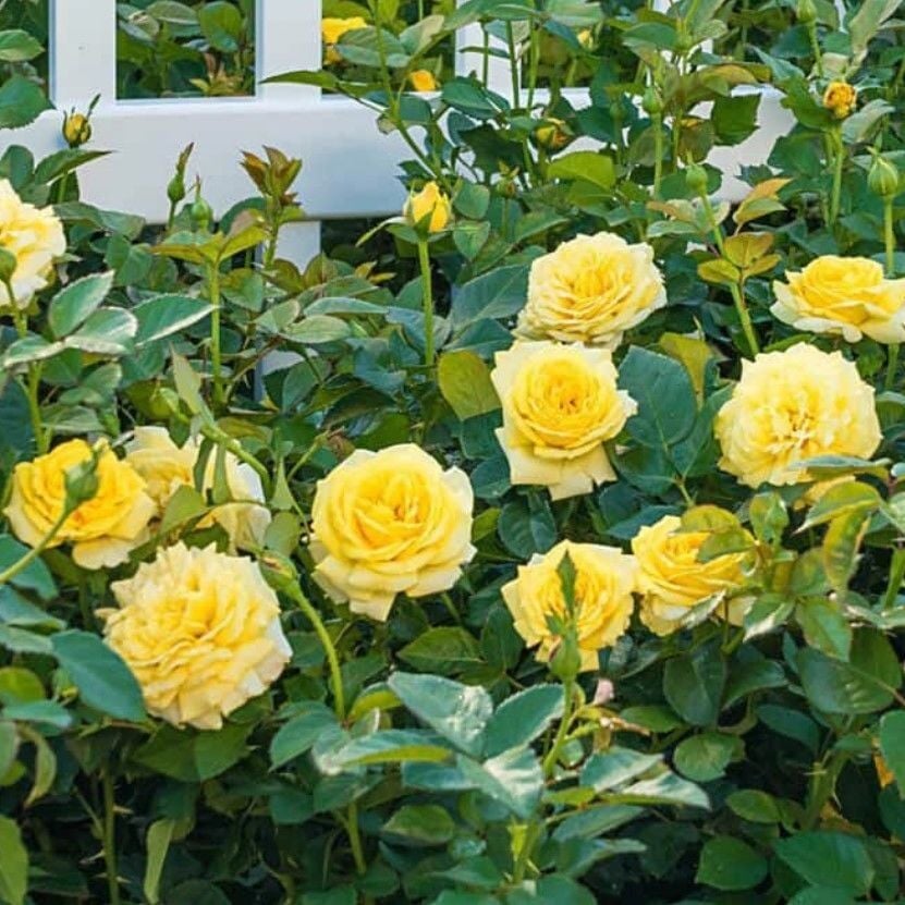 Tüplü Soğuklara Dayanımlı Goncalı Casablanca Sarı Yediveren Gül Fidanı