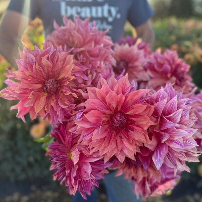 XXL İri Çiçekli Penhill Dark MonarcDahlia Yıldız Çiçeği Soğanı Yumrusu (1 adet)