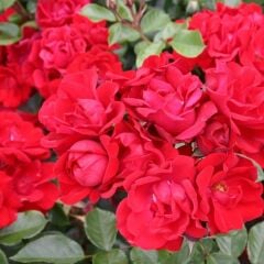 Tüplü Soğuklara Dayanımlı Goncalı Andalusienn Yediveren Gül Fidanı