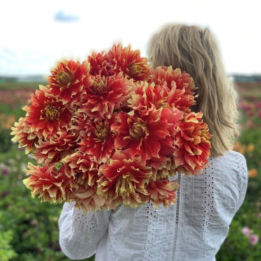 XXL İri Çiçekli Bodacious Dahlia Yıldız Çiçeği Soğanı Yumrusu (1 adet)