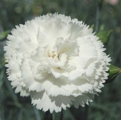 Chabaud Beyaz Karanfil Çiçeği Tohumu (70 adet)