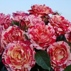 Tüplü Soğuklara Dayanımlı Abracadabra Goncalı Yediveren Gül Fidanı