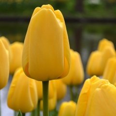 Yellow Reviva İthal Sarı İri Kafa Lale Soğanı (4 adet)