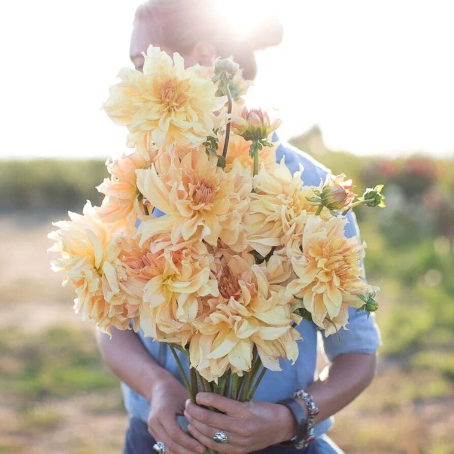 Soğuklara Dayanıklı Dev Çiçekli Big Brother Dahlia Yıldız Çiçeği Soğanı Yumrusu (1 adet)(Kopya)