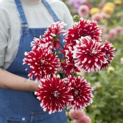 Soğuklara Dayanıklı Dev Çiçekli Davos  Dahlia Yıldız Çiçeği Soğanı Yumrusu (1 adet)