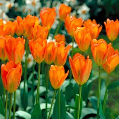 Orange Glow İthal İki Renkli İri Kafa Lale Soğanı (4 adet)