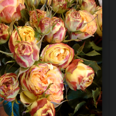 Tüplü Goncalı Vulcanica Yediveren Gül Fidanı