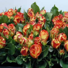 Tüplü Goncalı Vulcanica Yediveren Gül Fidanı