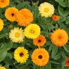 Karışık Renkli Bodur Aynısafa Çiçeği Tohumu (Gitana Mixed) (150 TOHUM)