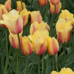 Easter Parade İthal Uzun İri Kafa Lale Soğanı (4 adet)