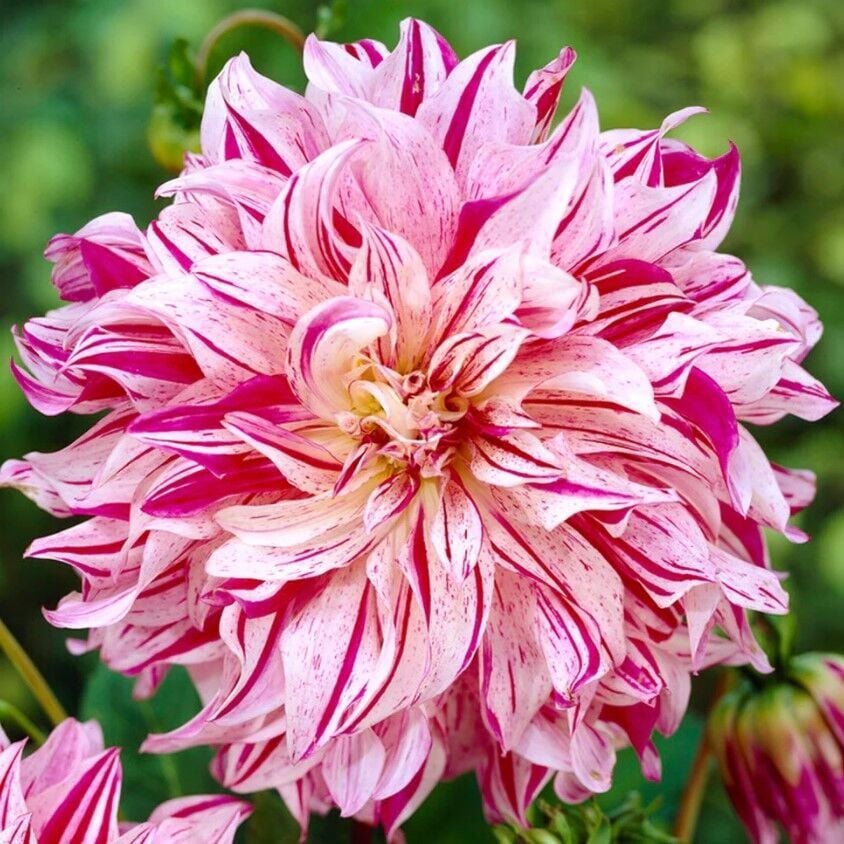 XXL İri  Çiçekli Bristol Stripe Dahlia Yıldız Çiçeği Soğanı Yumrusu (1 adet)