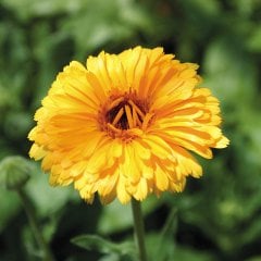 Bon Bon Sarısı Aynısafa Çiçeği Tohumu(50 tohum)