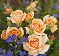 Tüplü Kordes Rosen Kokulu Sweet Honey Gül Fidanı