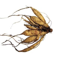 Aynı Sene Çiçek Açar Dev Çiçekli Mixed  Dahlia Yumrusu (5 adet)