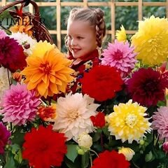 Aynı Sene Çiçek Açar Dev Çiçekli Mixed  Dahlia Yumrusu (5 adet)