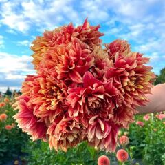 Aynı Sene Çiçek Açar Dev Çiçekli Dazzling Magic  Dahlia Yumrusu (1 adet)