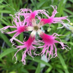 Dianthus Superbus Rose Karanfil Çiçeği Tohumu (100 adet)