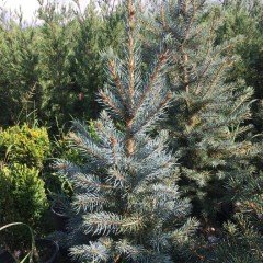 Tüplü (Picea Pungens Glauca) Mavi Ladin Fidanı (60-100 cm)