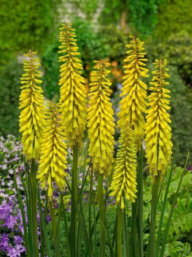 Soğuğa Dayanıklı Kniphofia Sunningdale Sarı Fener Meşale Çiçeği Zambağı Soğanı (1 adet)