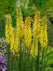 Soğuğa Dayanıklı Kniphofia Sunningdale Sarı Fener Meşale Çiçeği Zambağı Soğanı (1 adet)